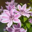 Clematis hybrida 80-100cm