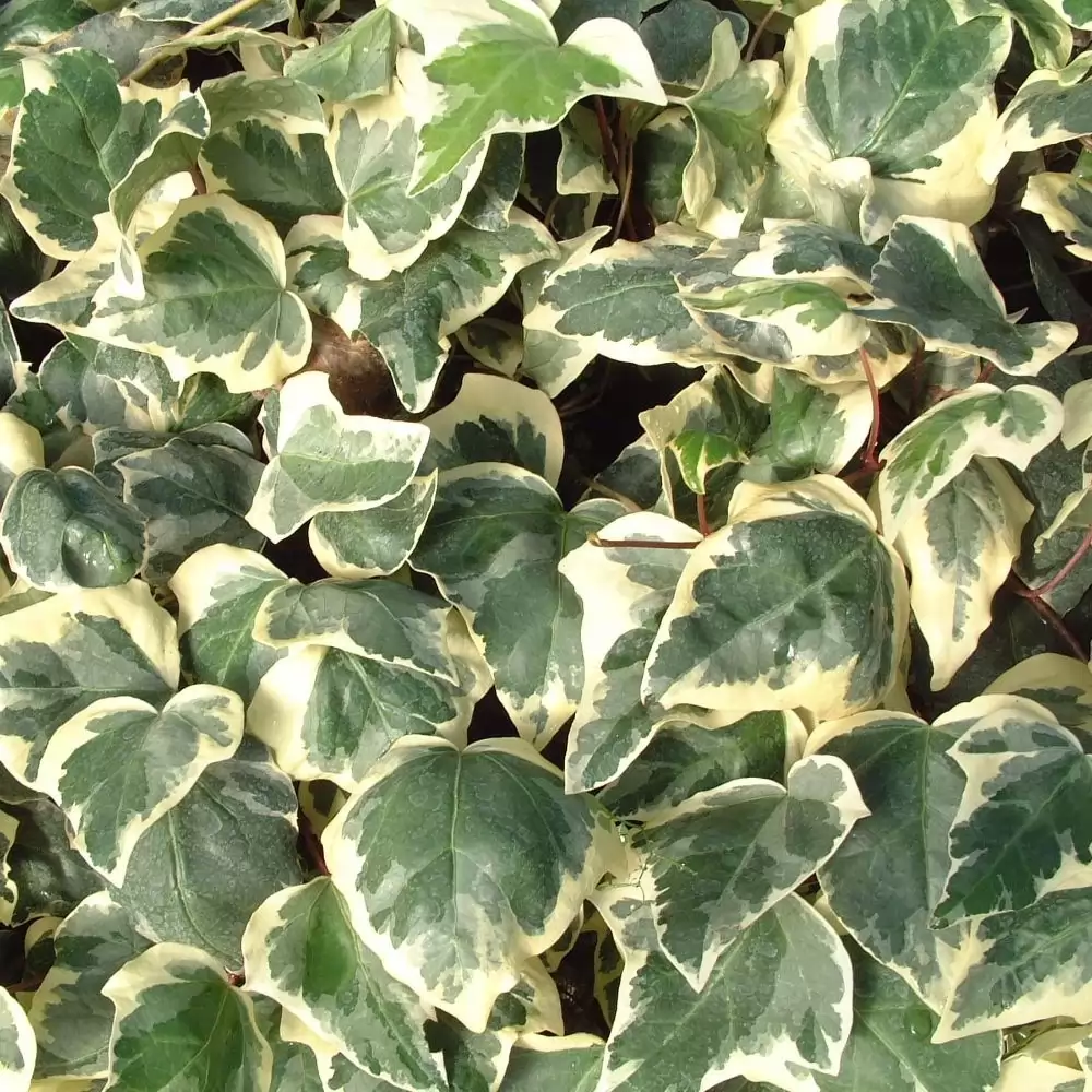 Бръшлян 80-100см / Hedera helix 'Gloire de Marengo'