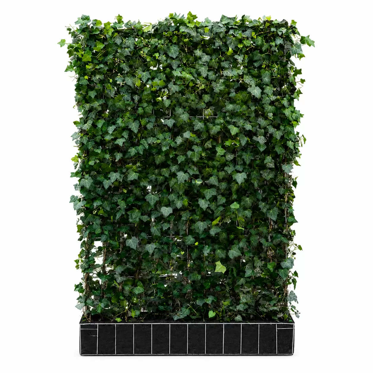 Бръшлян Стена 100х200см / Hedera helix Espalier