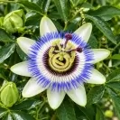 Passiflora caerulea Mix - Assorted Colors 80-100cm