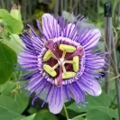 Passiflora caerulea Mix - Assorted Colors 80-100cm