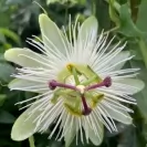 Passiflora caerulea Mix - Assorted Colors 80-100cm