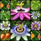 Passiflora caerulea Mix - Assorted Colors 80-100cm