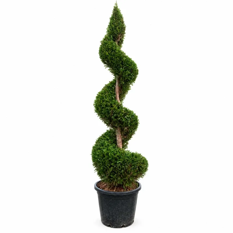 Кипарис лейланди Спирала 180-200см / Cupressocyparis leylandii Spiral