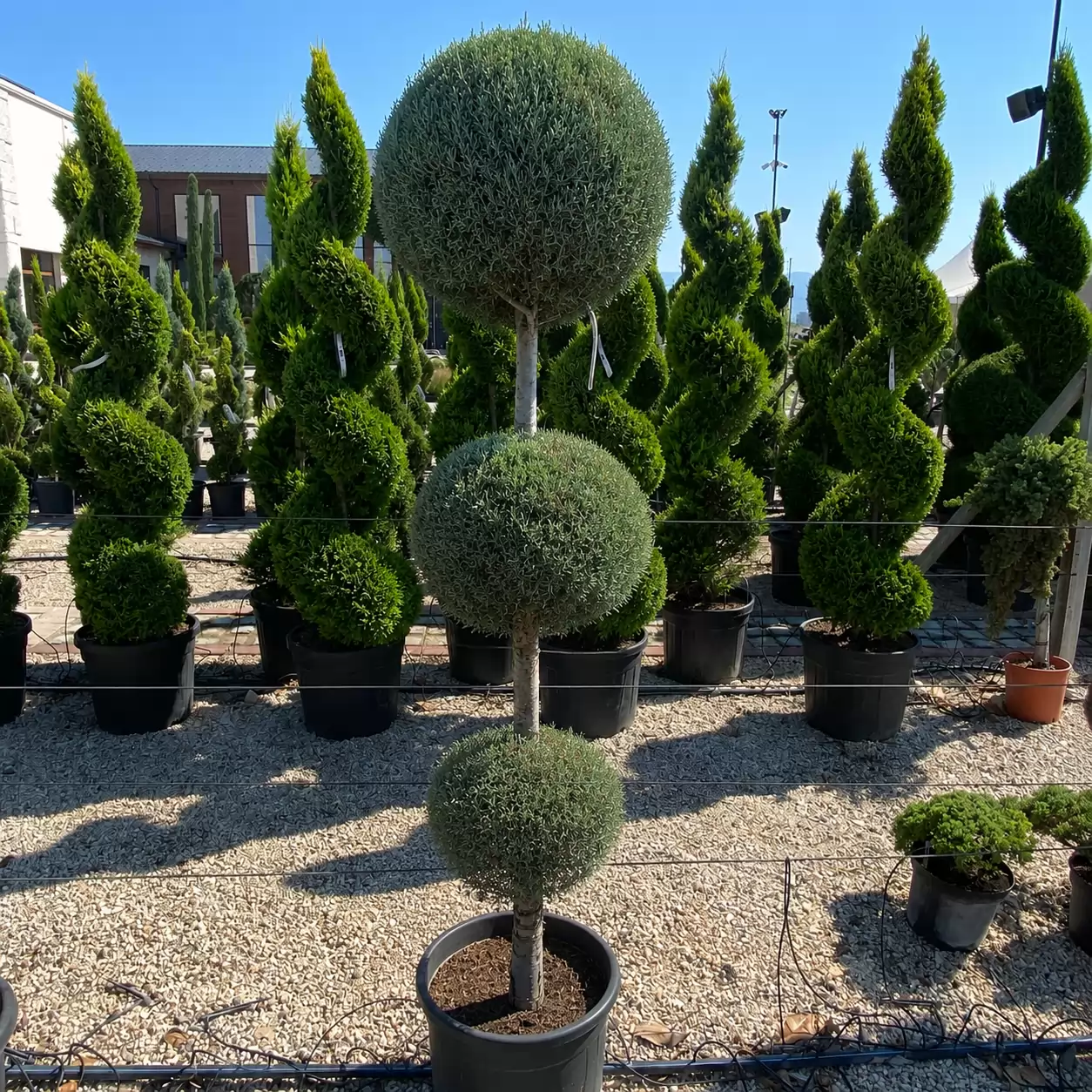 Кипарис аризонски Tри Топки 160см / Cupressus arizonica 'Fastigiata' 3Poll